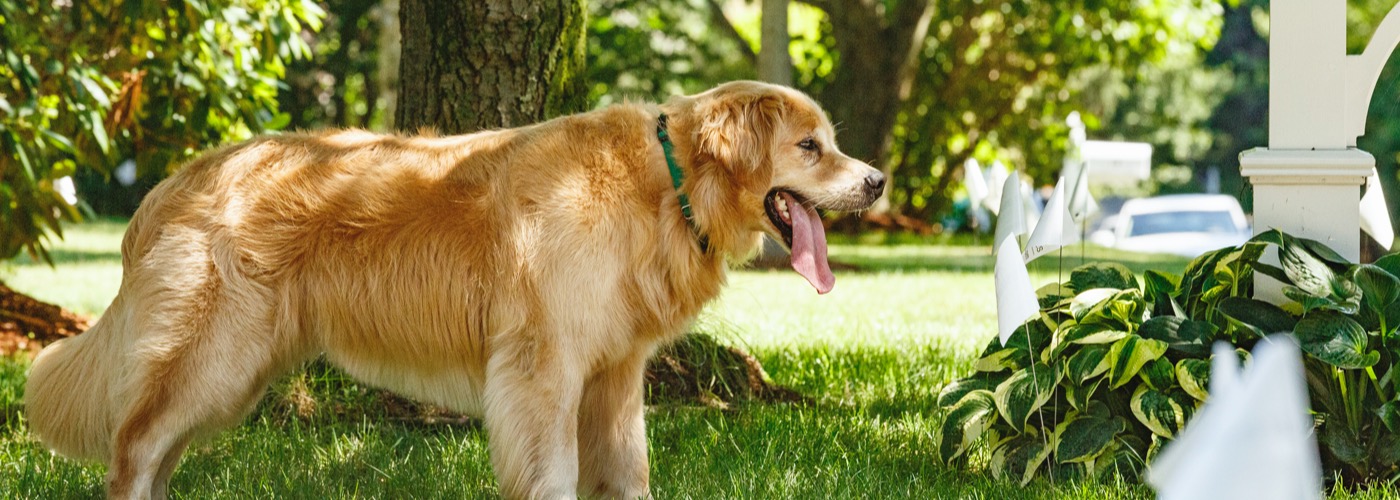 DogWatch of Colorado, Englewood, Colorado | Outdoor Hidden Dog Fences Slider Image