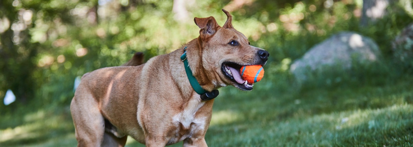 DogWatch of Colorado, Englewood, Colorado | ProFenceX Slider Image